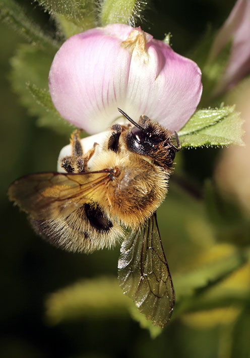 Megachile nigriventris - Schwarzbürstige Battschneiderbiene - - Apidae - Megachilinae - Bienen - bees Megachile nigriventris - Schwarzbürstige Battschneiderbiene - - Apidae - Megachilinae - Bienen - bees