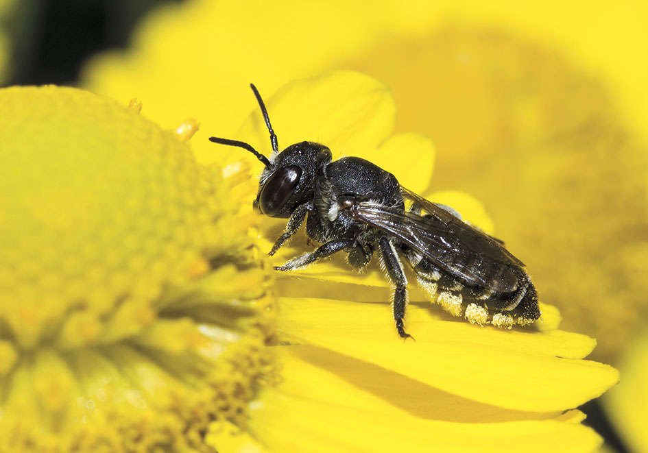 Megachile rotundata (female) - Luzerne-Blattschneiderbiene - - Apidae - Megachilinae - Bienen - bees Megachile rotundata (female) - Luzerne-Blattschneiderbiene - - Apidae - Megachilinae - Bienen - bees