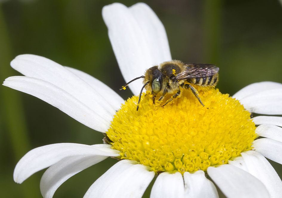 Megachile rotundata (male) - Luzerne-Blattschneiderbiene - - Apidae - Megachilinae - Bienen - bees Megachile rotundata (male) - Luzerne-Blattschneiderbiene - - Apidae - Megachilinae - Bienen - bees