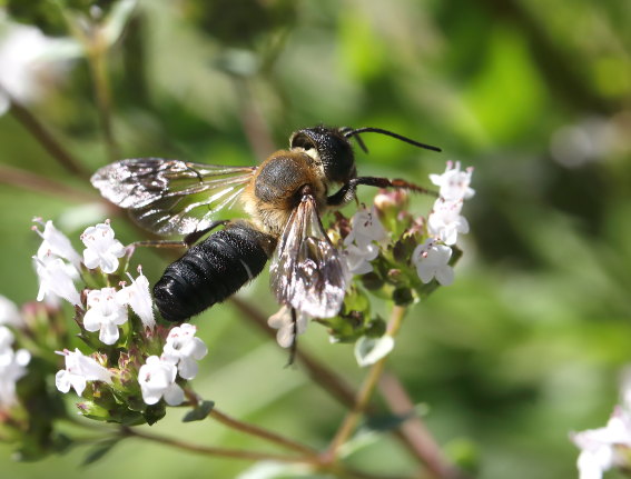 Megachile sculpturales - Asiatische Mörtelbiene - - Apiformes - Megachilidae - Bienen - bees Megachile sculpturales - Asiatische Mörtelbiene - - Apiformes - Megachilidae - Bienen - bees