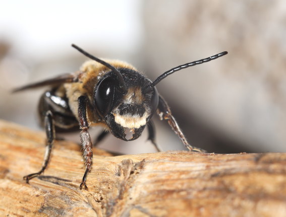 Megachile sculpturales - Asiatische Mörtelbiene - - Apiformes - Megachilidae - Bienen - bees Megachile sculpturales - Asiatische Mörtelbiene - - Apiformes - Megachilidae - Bienen - bees