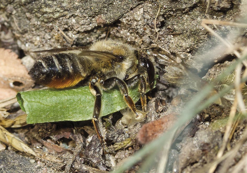 Megachile willughbiella - Totholz-Blattschneiderbiene - beim Eintragen eines Blattes zum Nestbau - Apidae - Megachilinae - Bienen - bees Megachile willughbiella - Totholz-Blattschneiderbiene - beim Eintragen eines Blattes zum Nestbau - Apidae - Megachilinae - Bienen - bees