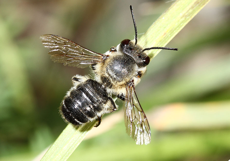Megachile willughbiella - Totholz-Blattschneiderbiene - - Apidae - Megachilinae - Bienen - bees Megachile willughbiella - Totholz-Blattschneiderbiene - - Apidae - Megachilinae - Bienen - bees