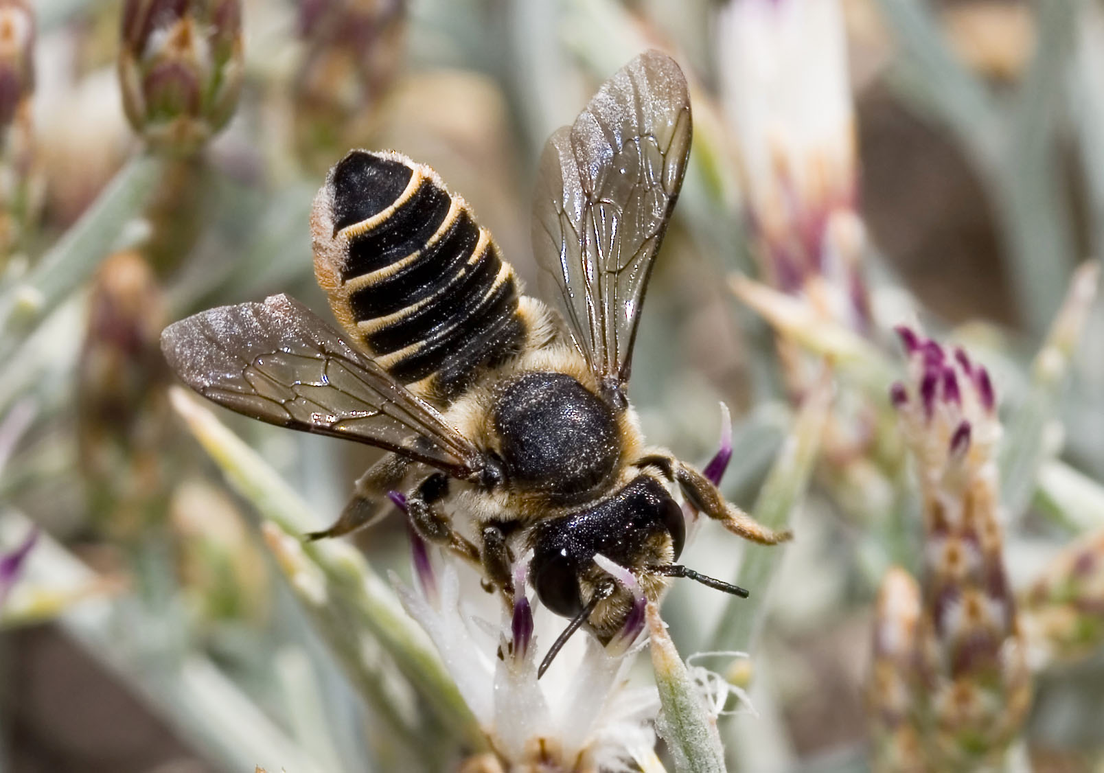Megachile sp. - Blattschneiderbiene - Ikaria - Apidae - Bienen - bees Megachile sp. - Blattschneiderbiene - Ikaria - Apidae - Bienen - bees