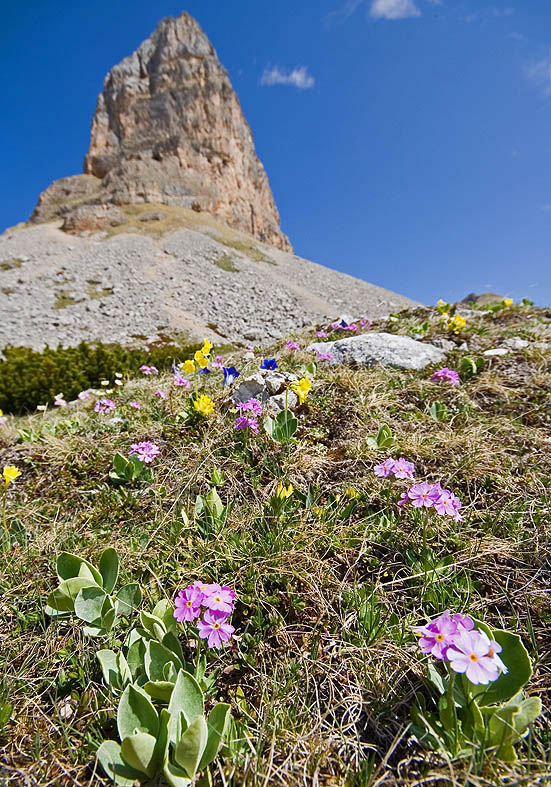 Primula farinosa - Mehlprimel - Fam. Primulaceae - Alpine Rasen - alpine grassland Primula farinosa - Mehlprimel - Fam. Primulaceae - Alpine Rasen - alpine grassland