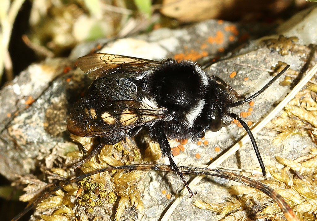 Melecta sp. - Trauerbiene - Andros - Apidae - Bienen - bees Melecta sp. - Trauerbiene - Andros - Apidae - Bienen - bees
