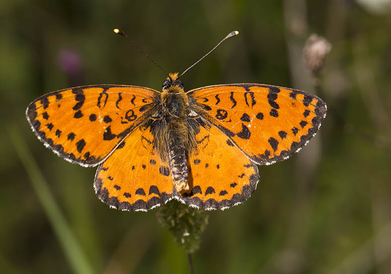 Melitaea didyma - Roter Scheckenfalter - Zagori (Griechenland) - Nymphalidae - Edelfalter - brush-footed butterflies Melitaea didyma - Roter Scheckenfalter - Zagori (Griechenland) - Nymphalidae - Edelfalter - brush-footed butterflies