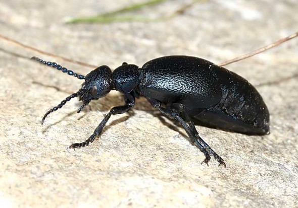 Meloe proscarabaeus - Schwarzblauer Ölkäfer - Weibchen female - Melonidae - Ölkäfer - Blister beetles Meloe proscarabaeus - Schwarzblauer Ölkäfer - Weibchen female - Melonidae - Ölkäfer - Blister beetles