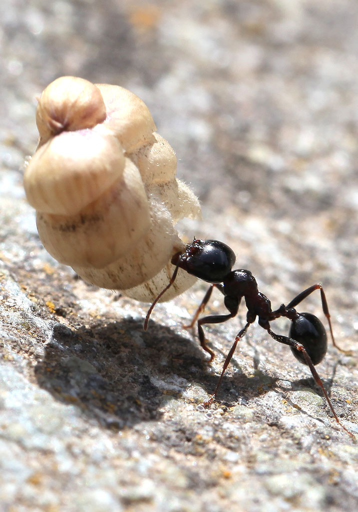 Messor sp. - Ernteameise - Andros - Formicidae - Ameisen - Ants