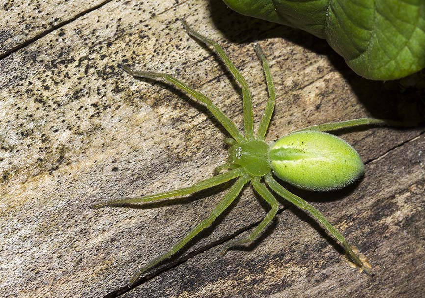 Micrommata virescens (female) - Grüne Huschspinne - Fam. Sparassidae - Riesenkrabbenspinnen - Araneae - Webspinnen - orb-weaver spiders Micrommata virescens (female) - Grüne Huschspinne - Fam. Sparassidae - Riesenkrabbenspinnen - Araneae - Webspinnen - orb-weaver spiders