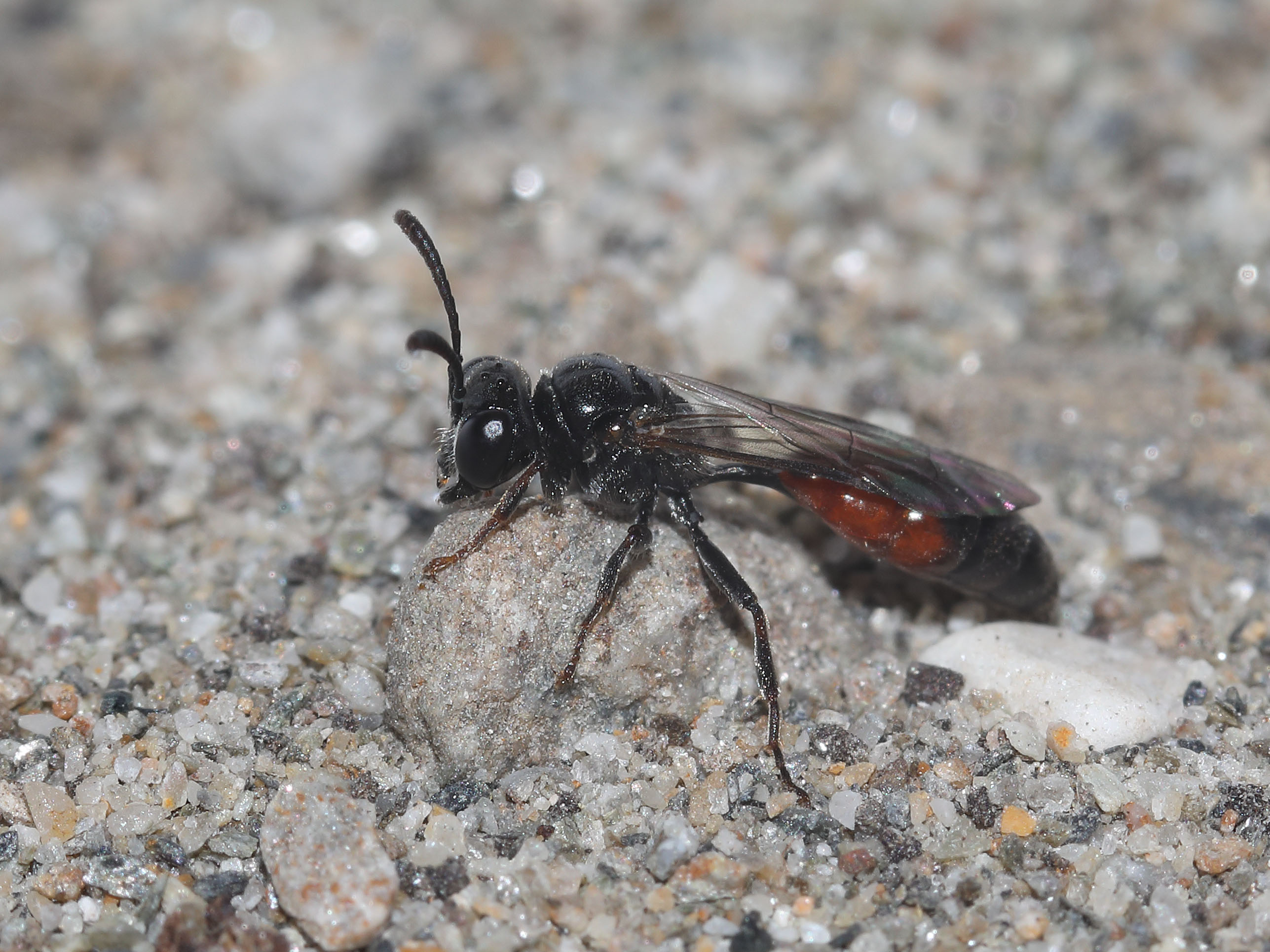 Mimesa equestris - - Spheciformes - Grabwespen - thread-waisted wasps Mimesa equestris - - Spheciformes - Grabwespen - thread-waisted wasps