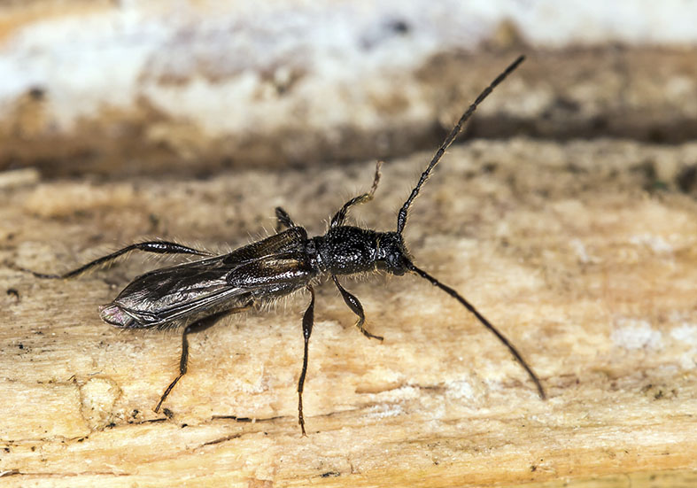 Molorchus umbellatarum- Dunkelschenklige Kurzdeckenbock - - Cerambycidae - Bockkäfer - long-horned beetles Molorchus umbellatarum- Dunkelschenklige Kurzdeckenbock - - Cerambycidae - Bockkäfer - long-horned beetles