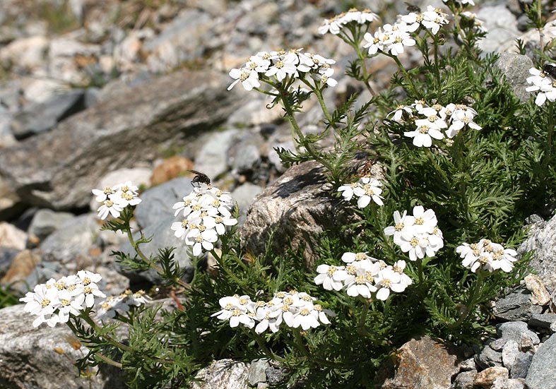 Achillea moschata - Moschus-Schafgarbe - Asteraceae - Felsschutt - gravel Achillea moschata - Moschus-Schafgarbe - Asteraceae - Felsschutt - gravel