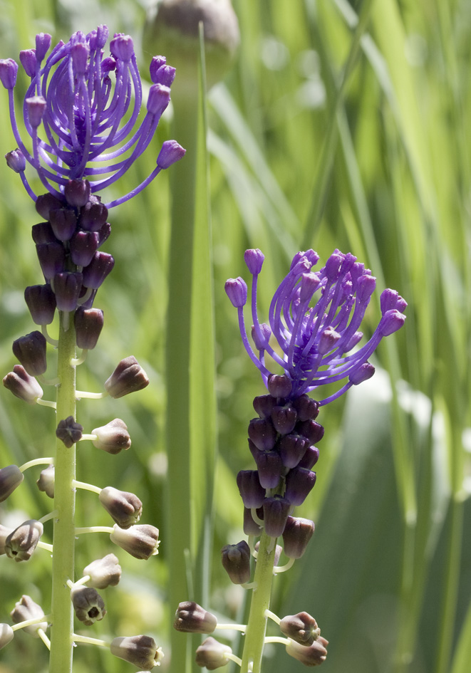 Muscari comosum - Schopfige Traubenhyazinthe - tassel hyacinth - - Gras- und Felsfluren - grassy and rocky terrains Muscari comosum - Schopfige Traubenhyazinthe - tassel hyacinth - - Gras- und Felsfluren - grassy and rocky terrains