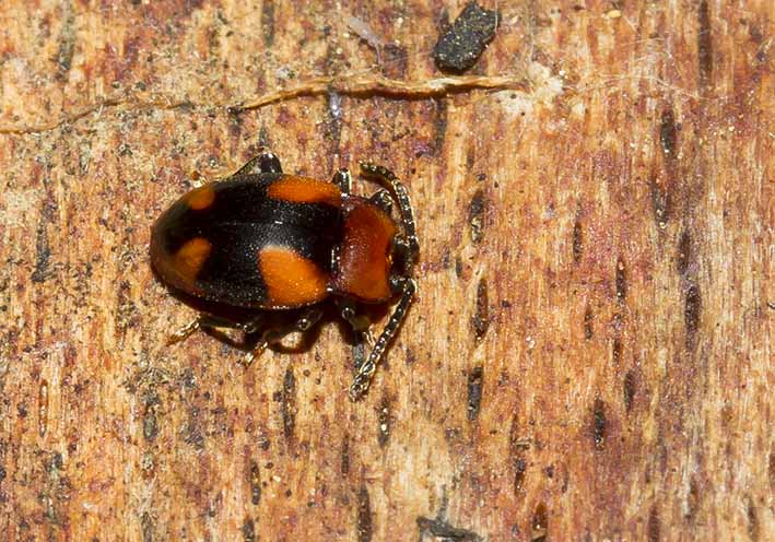 Mycetina cruciata - Kreuzbinden-Pilzkäfer - Fam. Endomychidae - Stäublingskäfer - weitere Käferfamilien - other beetle families Mycetina cruciata - Kreuzbinden-Pilzkäfer - Fam. Endomychidae - Stäublingskäfer - weitere Käferfamilien - other beetle families