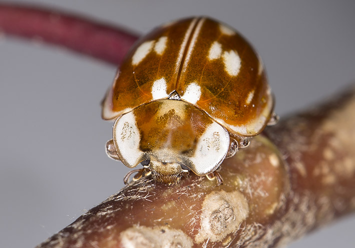 Myzia oblongoguttata - Gestreifte Marienkäfer - - Coccinellidae - Marienkäfer - lady beetles Myzia oblongoguttata - Gestreifte Marienkäfer - - Coccinellidae - Marienkäfer - lady beetles