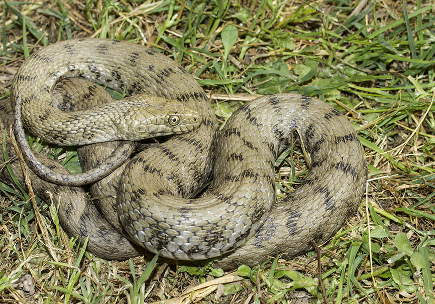 - Natrix tessellata - Würfelnatter - Serpentes - Schlangen - snakes - Natrix tessellata - Würfelnatter - Serpentes - Schlangen - snakes
