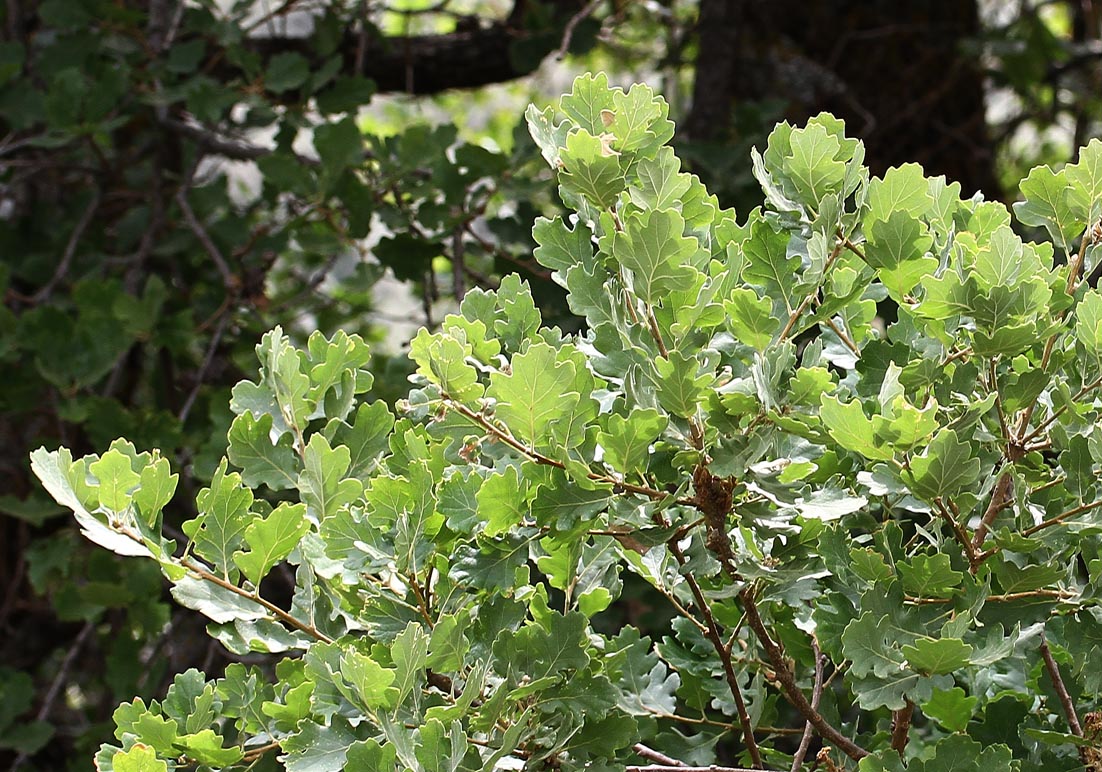 Quercus pubescens - Flaumeiche - pubescent oak/downy oak - - Wald - Forest Quercus pubescens - Flaumeiche - pubescent oak/downy oak - - Wald - Forest
