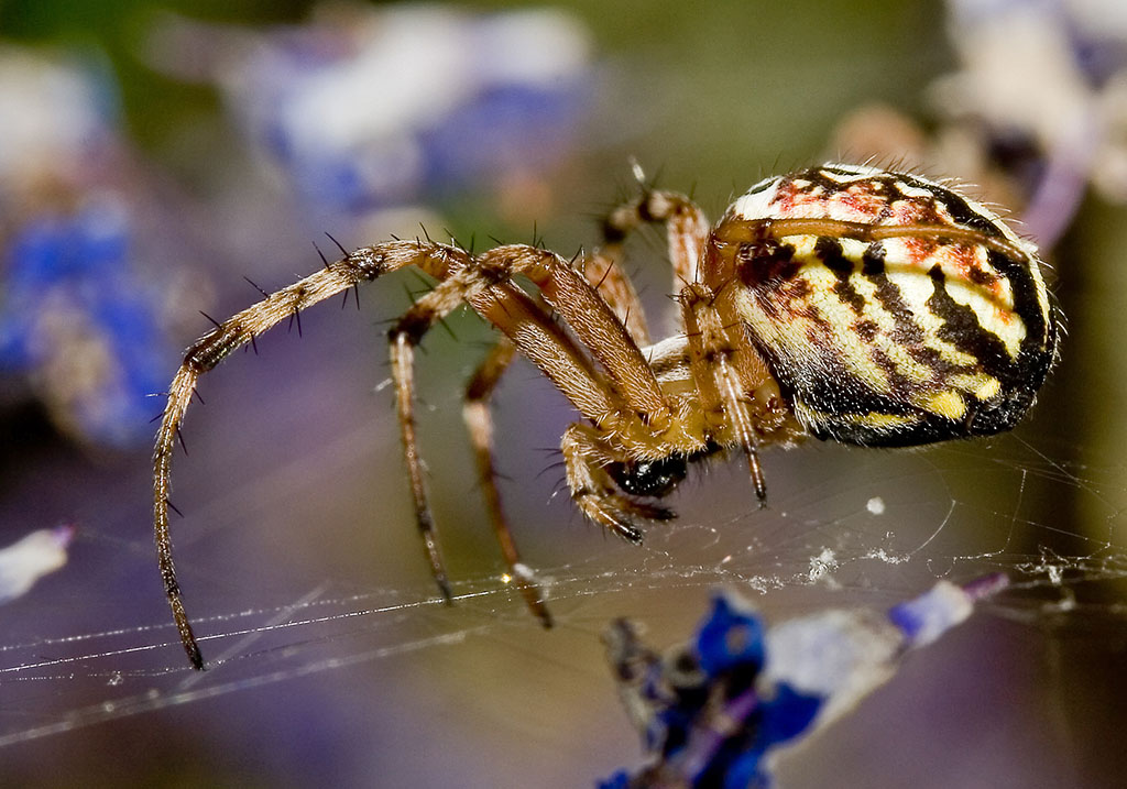 Neoscona adianta - Heideradspinne - Fam. Araneidae - Radnetzspinnen - Araneae - Webspinnen - orb-weaver spiders Neoscona adianta - Heideradspinne - Fam. Araneidae - Radnetzspinnen - Araneae - Webspinnen - orb-weaver spiders