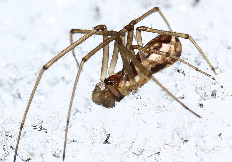 Neriene radiata - Fam.  Linyphiidae  - Baldachinspinnen - Araneae - Webspinnen - orb-weaver spiders