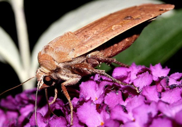 Noctua pronuba - Hausmutter -  - Noctuidae - Eulen - owlet moths