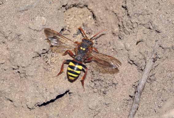 Nomada lathburiana - Wespenbiene - - Apiformes - Apidae - Bienen - Bees Nomada lathburiana - Wespenbiene - - Apiformes - Apidae - Bienen - Bees