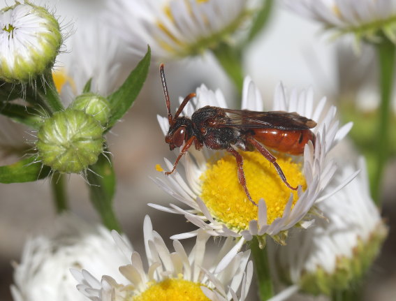 Nomada mutabilis - Wespenbiene - Weibchen female - Apiformes - Apidae - Bienen - Bees Nomada mutabilis - Wespenbiene - Weibchen female - Apiformes - Apidae - Bienen - Bees