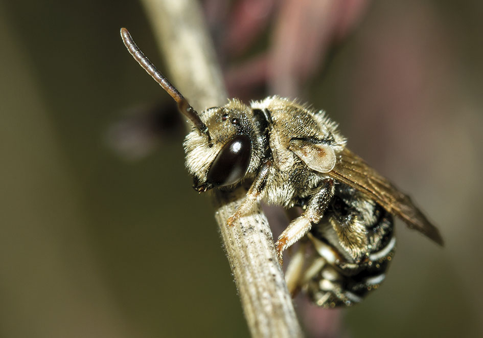 Nomia diversipes (male) - Schienenbiene - - Apiformes - Halictidae - Bienen - bees Nomia diversipes (male) - Schienenbiene - - Apiformes - Halictidae - Bienen - bees