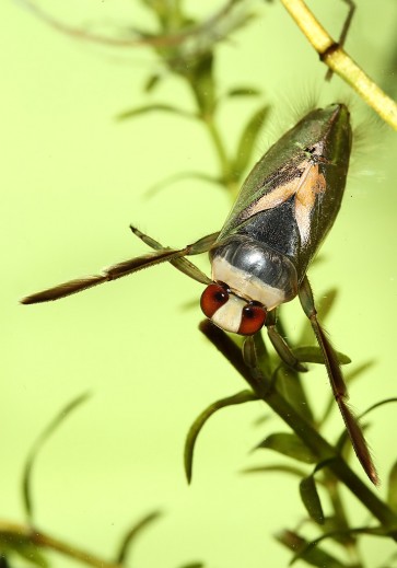 Notonecta-sp. - Rückenschwimmer - Fam. Notonectidae - Rückenschwimmer - Heteroptera - Wanzen - true bugs