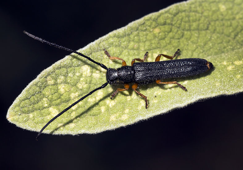 Oberea taygetana - UFam. Lamiinae - Pilion (Griechenland) - Cerambycidae - Bockkäfer - long-horned beetles Oberea taygetana - UFam. Lamiinae - Pilion (Griechenland) - Cerambycidae - Bockkäfer - long-horned beetles