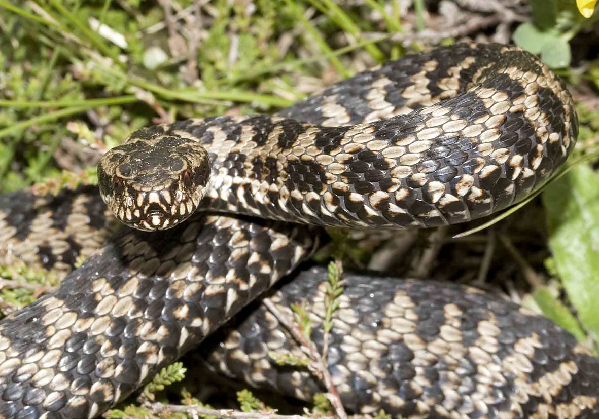 Vipera berus - Kreuzotter - - Serpentes - Schlangen - snakes Vipera berus - Kreuzotter - - Serpentes - Schlangen - snakes