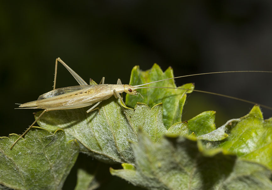 Oecanthus pellucens - Weinhähnchen - Fam. Gryllidae - Naxos - Ensifera - weitere Familien - other families Oecanthus pellucens - Weinhähnchen - Fam. Gryllidae - Naxos - Ensifera - weitere Familien - other families