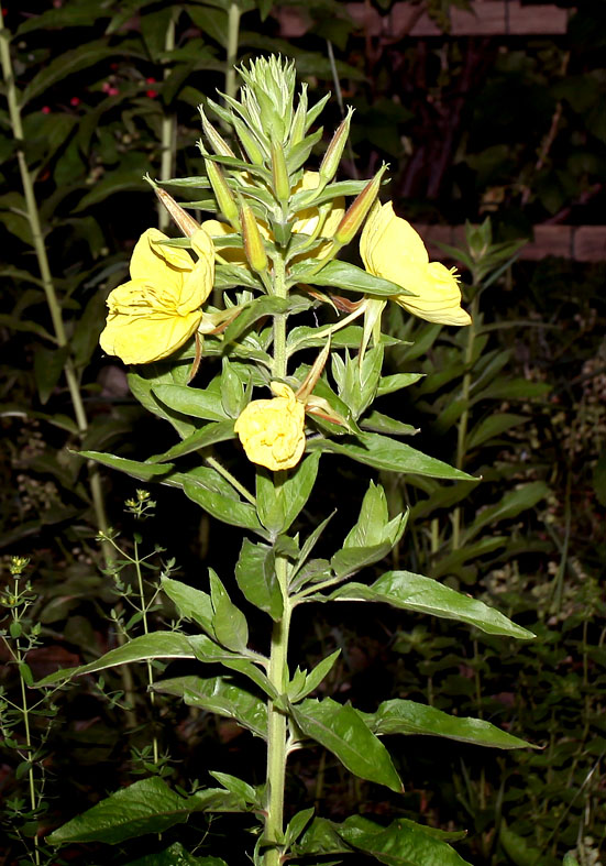Oenothera biennis - Nachtkerze - Fam. Onagraceae - Neophyten - neophytes Oenothera biennis - Nachtkerze - Fam. Onagraceae - Neophyten - neophytes
