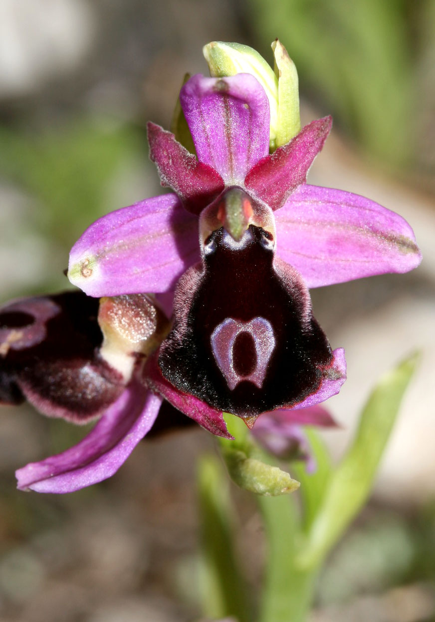 Ophrys ferrum-equinum - Hufeisen-Ragwurz - - Gras- und Felsfluren - grassy and rocky terrains Ophrys ferrum-equinum - Hufeisen-Ragwurz - - Gras- und Felsfluren - grassy and rocky terrains