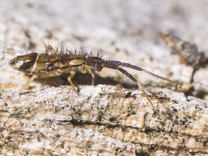 Orchesella flavescens - Fam. Entomobryidae - Collembola - Springschwänze - collemboles Orchesella flavescens - Fam. Entomobryidae - Collembola - Springschwänze - collemboles