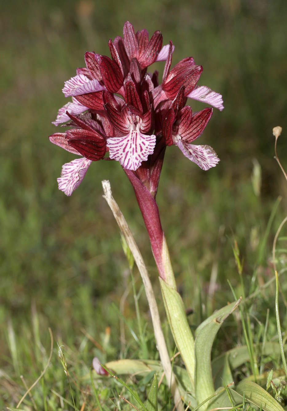 Orchis papilionaceae - Schmetterlings-Knabenkraut -  - Gras- und Felsfluren - grassy and  rocky terrains