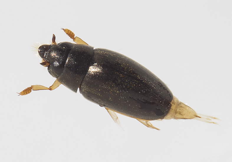 Orectochilus villosus - Bachtaumelkäfer - Fam. Gyrinidae - weitere Käferfamilien - other beetle families Orectochilus villosus - Bachtaumelkäfer - Fam. Gyrinidae - weitere Käferfamilien - other beetle families
