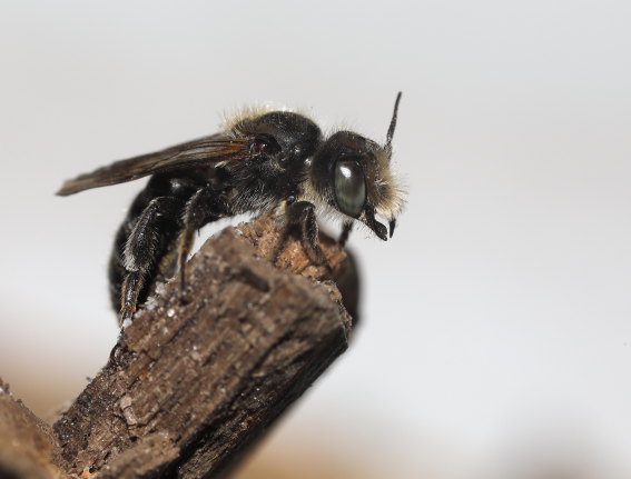 Osmia adunca - Natternkopf-Mauerbiene - Männchen - male - Apiformes - Megachilidae - Bienen - bees Osmia adunca - Natternkopf-Mauerbiene - Männchen - male - Apiformes - Megachilidae - Bienen - bees