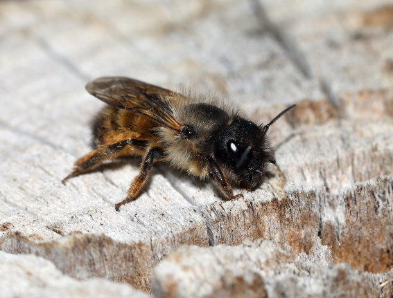 Osmia bicornis - Rostrote Mauerbiene - Weibchen - female - Apiformes - Megachilidae - Bienen - bees Osmia bicornis - Rostrote Mauerbiene - Weibchen - female - Apiformes - Megachilidae - Bienen - bees