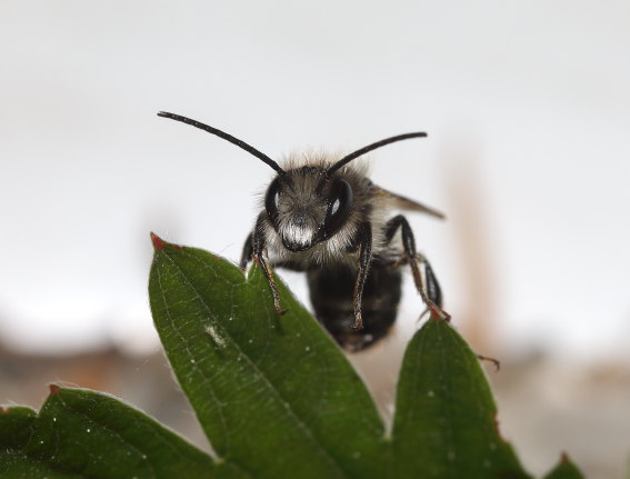 Osmia bicornis - Rostrote Mauerbiene - Männchen - male - Apiformes - Megachilidae - Bienen - bees Osmia bicornis - Rostrote Mauerbiene - Männchen - male - Apiformes - Megachilidae - Bienen - bees