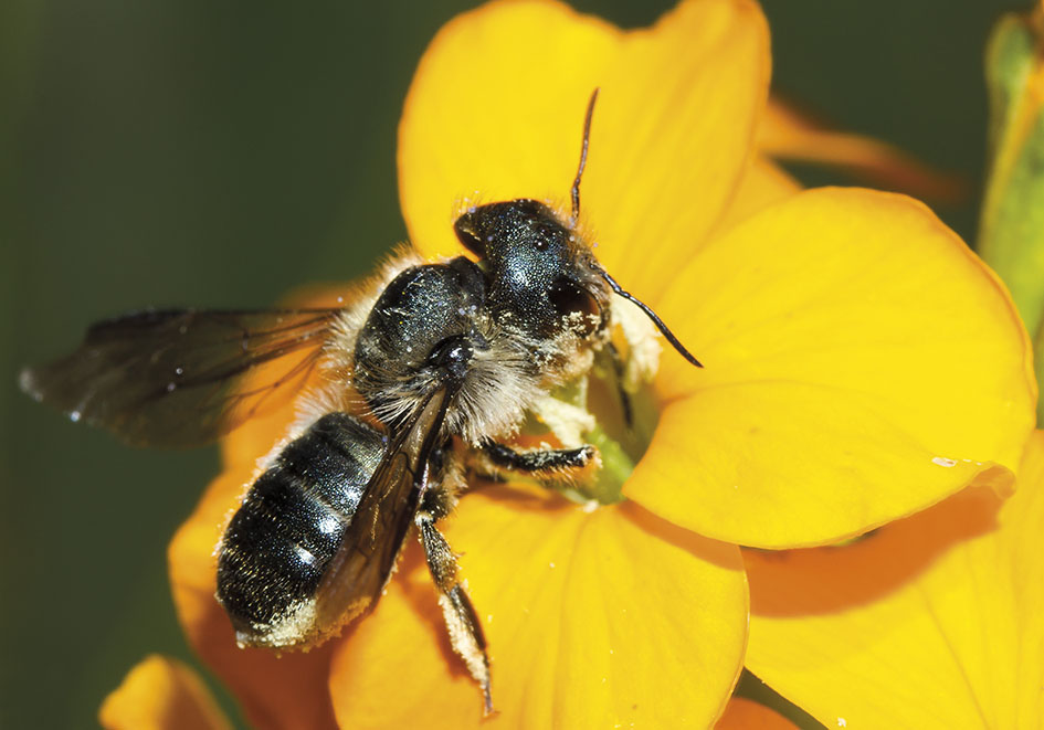 Osmia brevicornis- Mauerbiene - - Apidae - Megachilinae - Bienen - bees Osmia brevicornis- Mauerbiene - - Apidae - Megachilinae - Bienen - bees