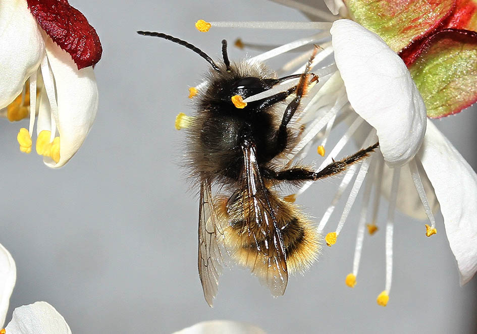 Osmia cornuta (male) - Gehörnte Mauerbiene - - Apidae - Megachilinae - Bienen - bees Osmia cornuta (male) - Gehörnte Mauerbiene - - Apidae - Megachilinae - Bienen - bees
