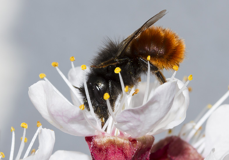 Osmia cornuta - Gehörnte Mauerbiene - - Apidae - Megachilinae - Bienen - bees Osmia cornuta - Gehörnte Mauerbiene - - Apidae - Megachilinae - Bienen - bees