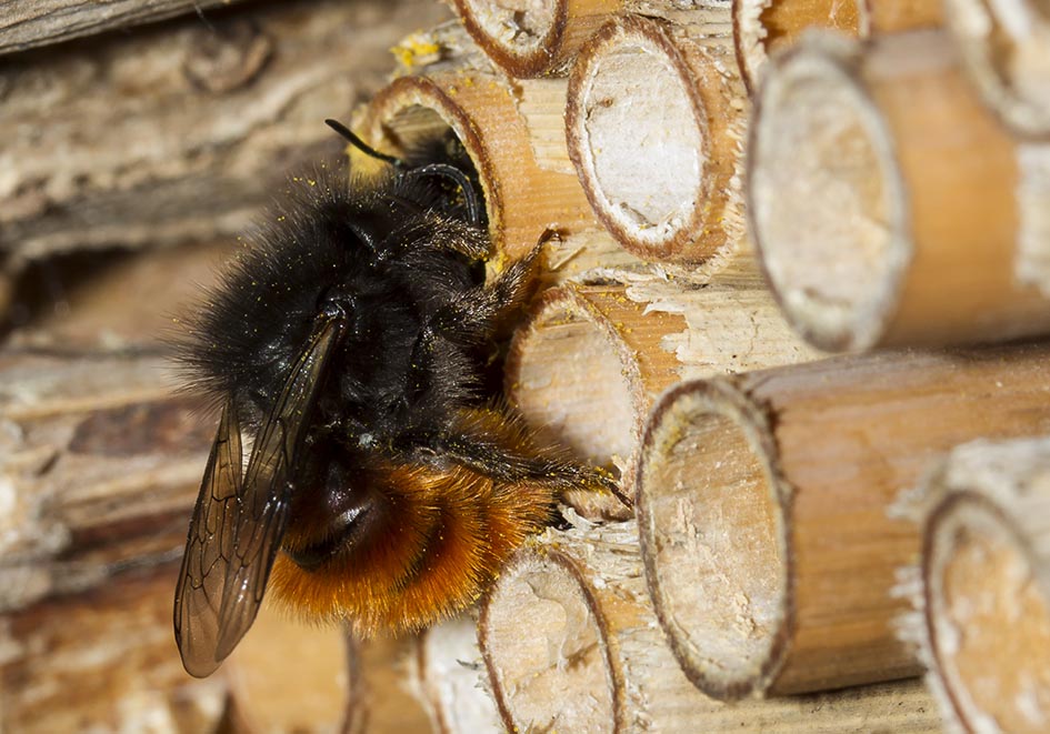 Osmia cornuta (female) - Gehörnte Mauerbiene - Nesthilfe - Apidae - Megachilinae - Bienen - bees Osmia cornuta (female) - Gehörnte Mauerbiene - Nesthilfe - Apidae - Megachilinae - Bienen - bees