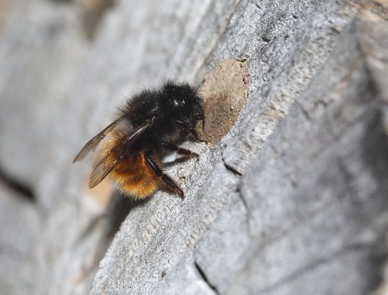 Osmia cornuta - Gehörnte Mauerbiene - - Apiformes - Megachilidae - Bienen - bees Osmia cornuta - Gehörnte Mauerbiene - - Apiformes - Megachilidae - Bienen - bees