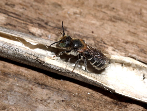 Osmia leucomelana - Stängelmauerbiene - - Apiformes - Megachilidae - Bienen - bees Osmia leucomelana - Stängelmauerbiene - - Apiformes - Megachilidae - Bienen - bees