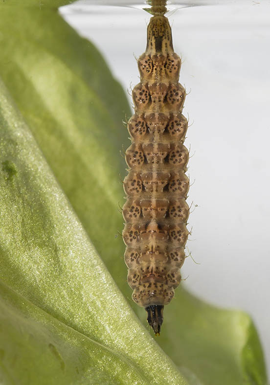 Oxycera sp. - Fam. Stratiomyidae - Waffenfliegen - aquatische Dipteren-Larven Oxycera sp. - Fam. Stratiomyidae - Waffenfliegen - aquatische Dipteren-Larven