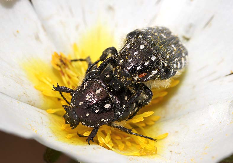 Oxythyrea  funesta - Trauer-Rosenkäfer - Fam. Cetoniidae  -   Toscana - Scarabaeidea - Blatthornkäfer - scarab beetles