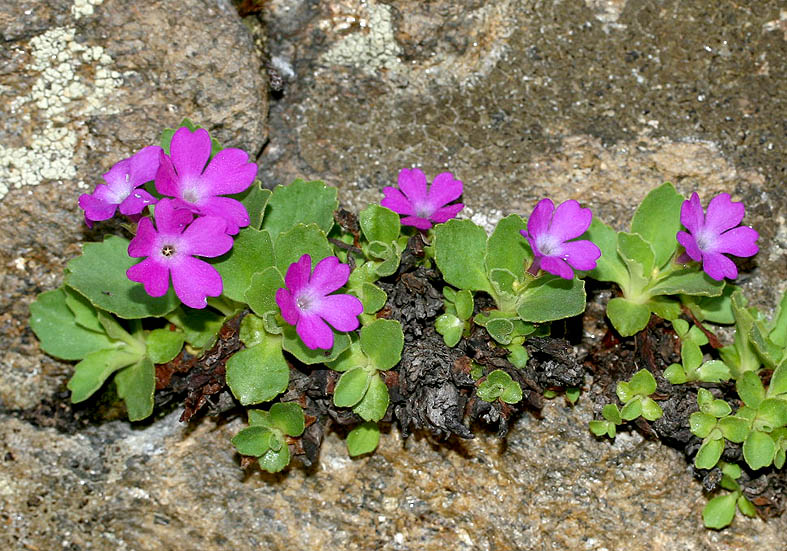 Primula hirsuta - Felsenprimel - Fam. Primulaceae - Felsspalten - rock crevices Primula hirsuta - Felsenprimel - Fam. Primulaceae - Felsspalten - rock crevices