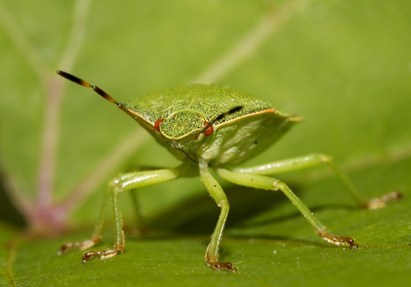 Palomena prasina - Grüne-Stinkwanze - Fam. Pentatomidae - Baumwanzen - Heteroptera - Wanzen - true bugs Palomena prasina - Grüne-Stinkwanze - Fam. Pentatomidae - Baumwanzen - Heteroptera - Wanzen - true bugs